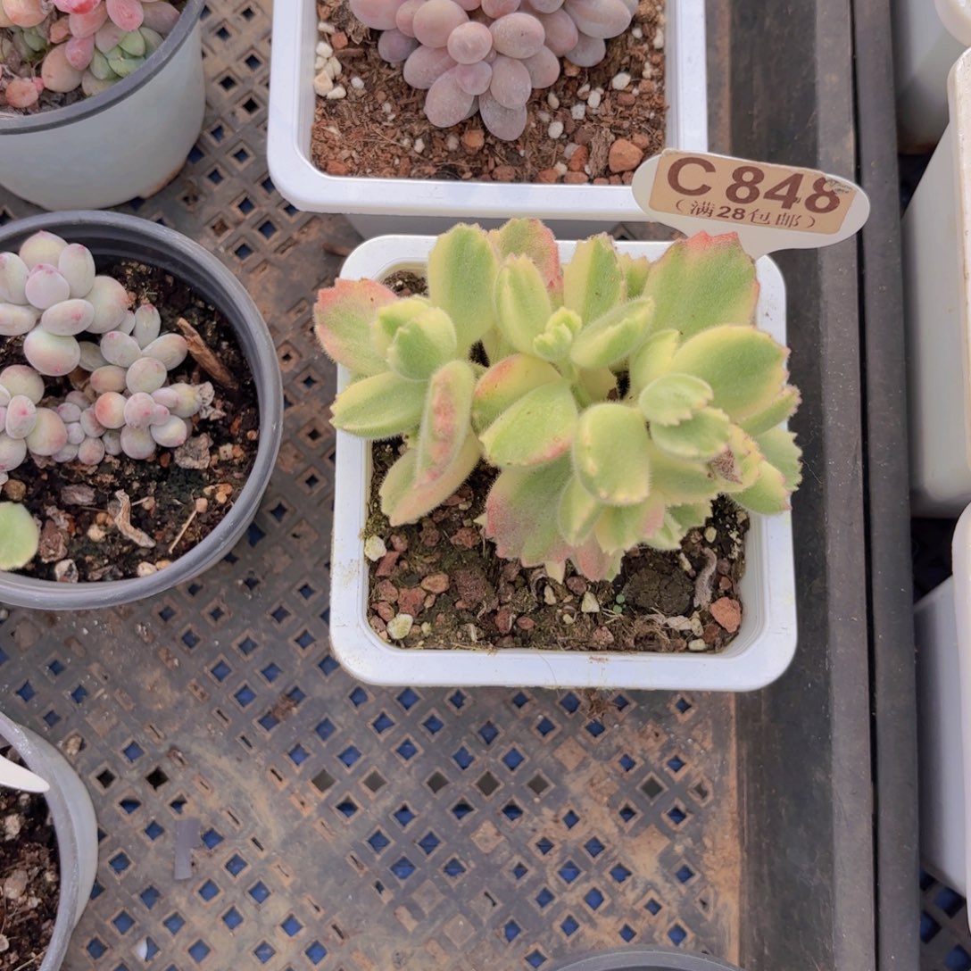 C848白熊一物一拍