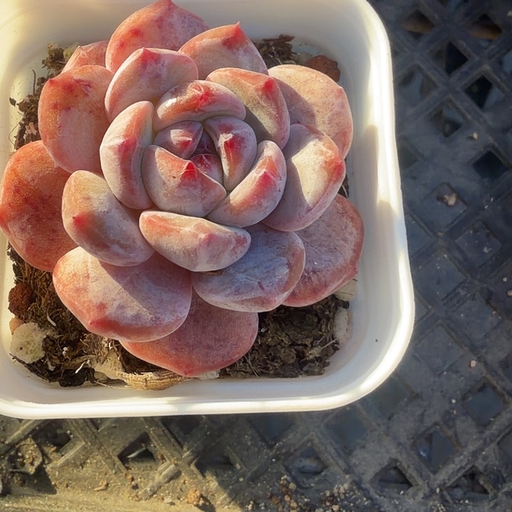 奶盖单头满12.9包邮