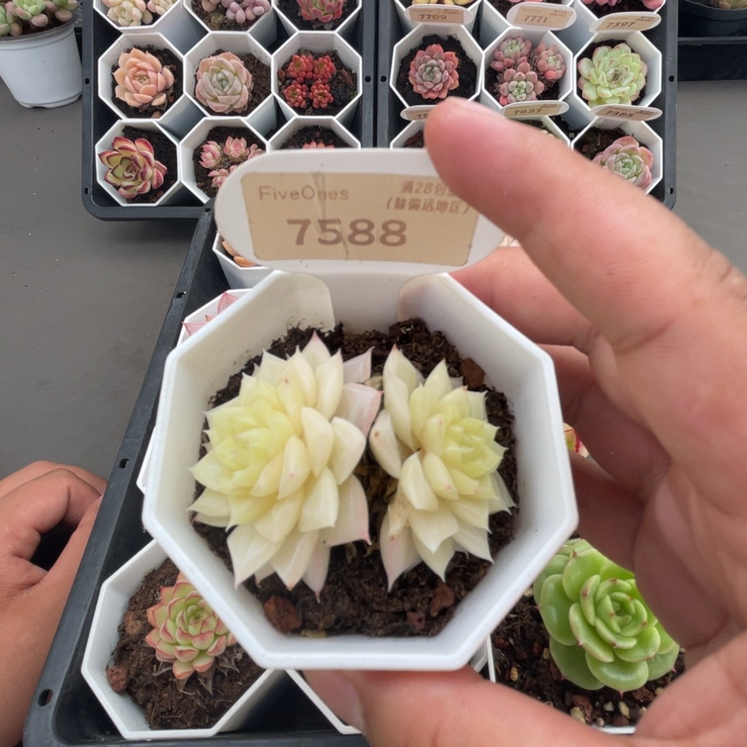 7588白天鹅4.0厘米