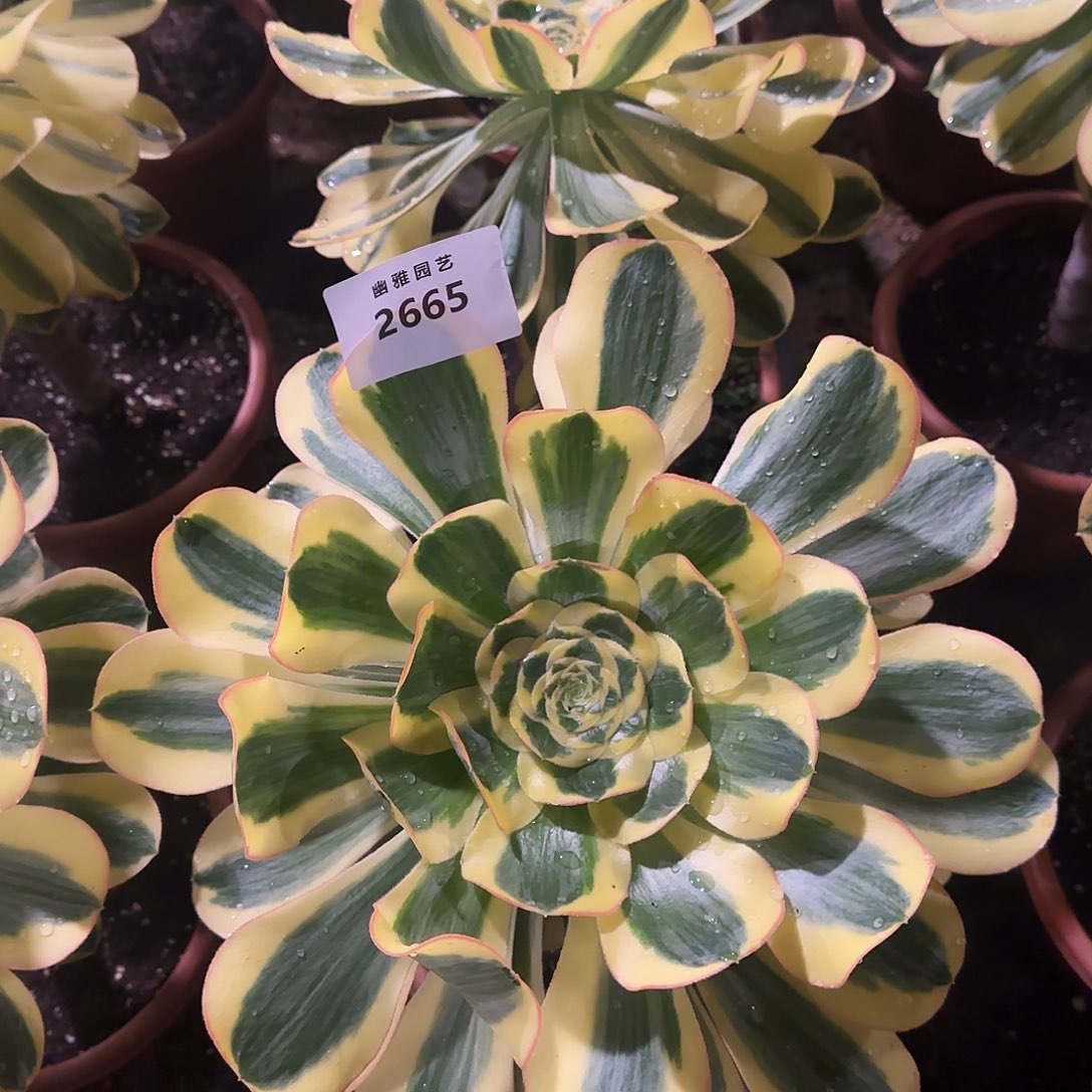 多肉植物王妃2665