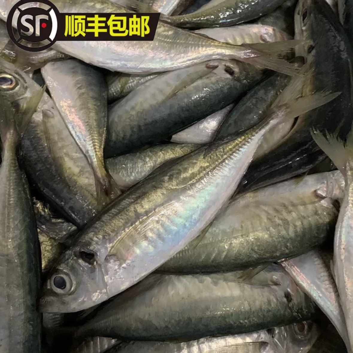 【当天新货】福建巴浪鱼优质新鲜冷冻棍子海捕水产海鱼美味巴浪鱼