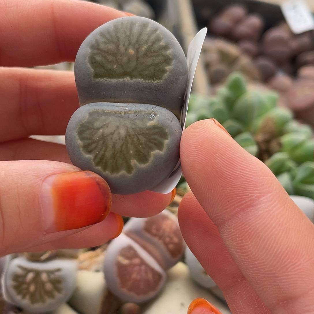 生石花一颗386000