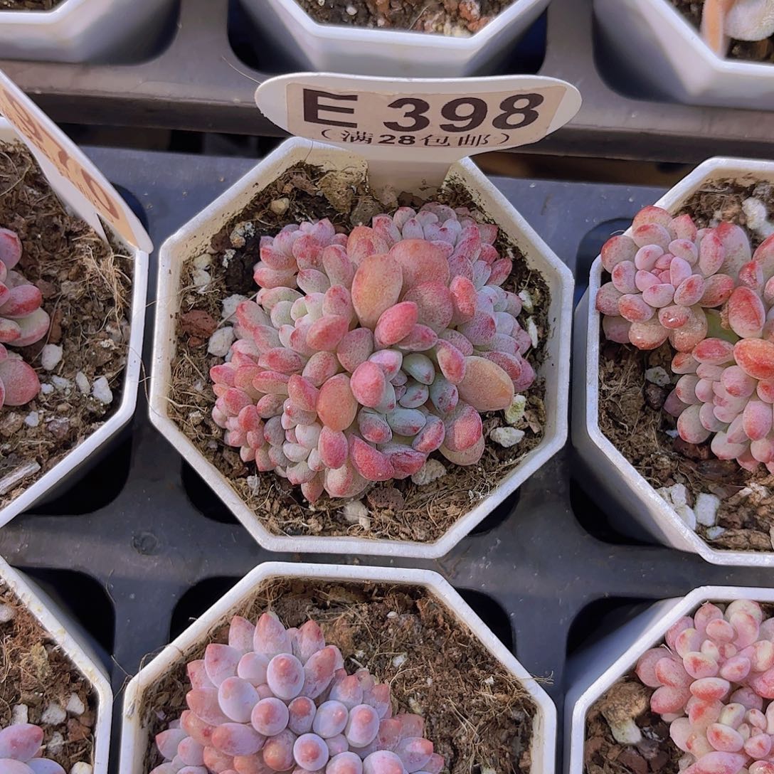 E398萌豆一物一拍