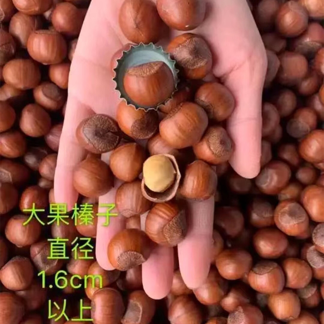 东北达维大果（熟）3斤-5斤不开口大果榛子试吃送钳子