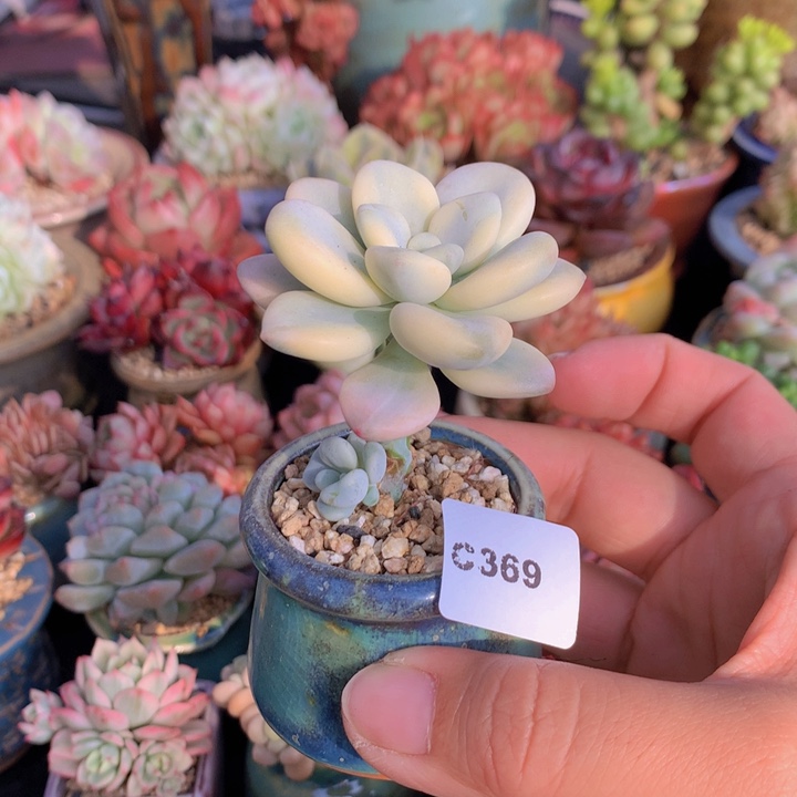 一物一拍含盆土满38包邮C369