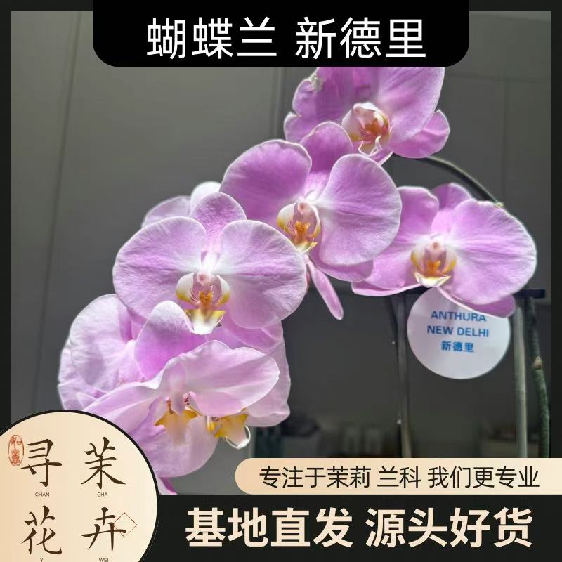 【蝴蝶兰 新德里】节日好礼 基地直销 名贵淡雅 室内花卉带花发货