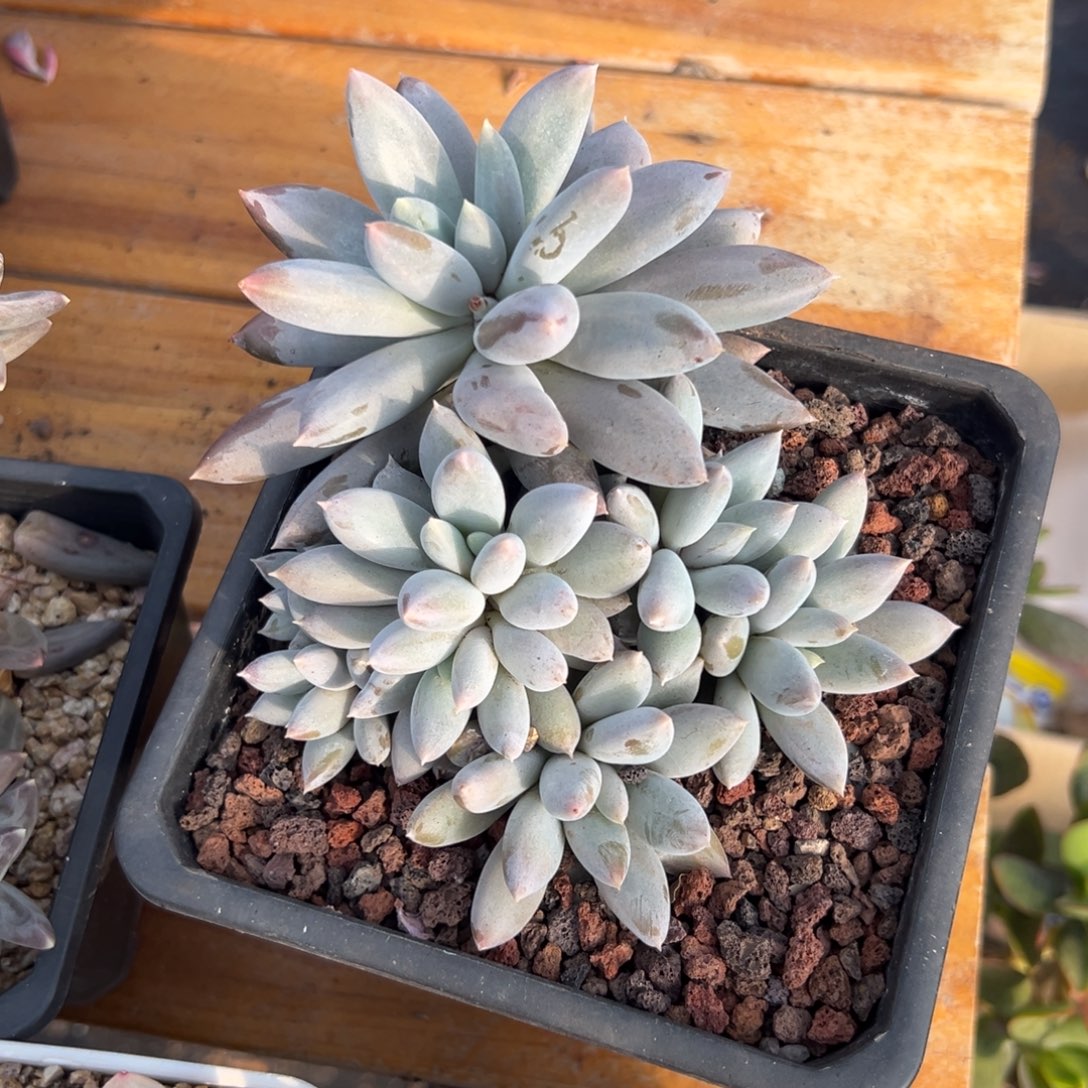 多肉多头哥特【非偏远地区满18包邮】