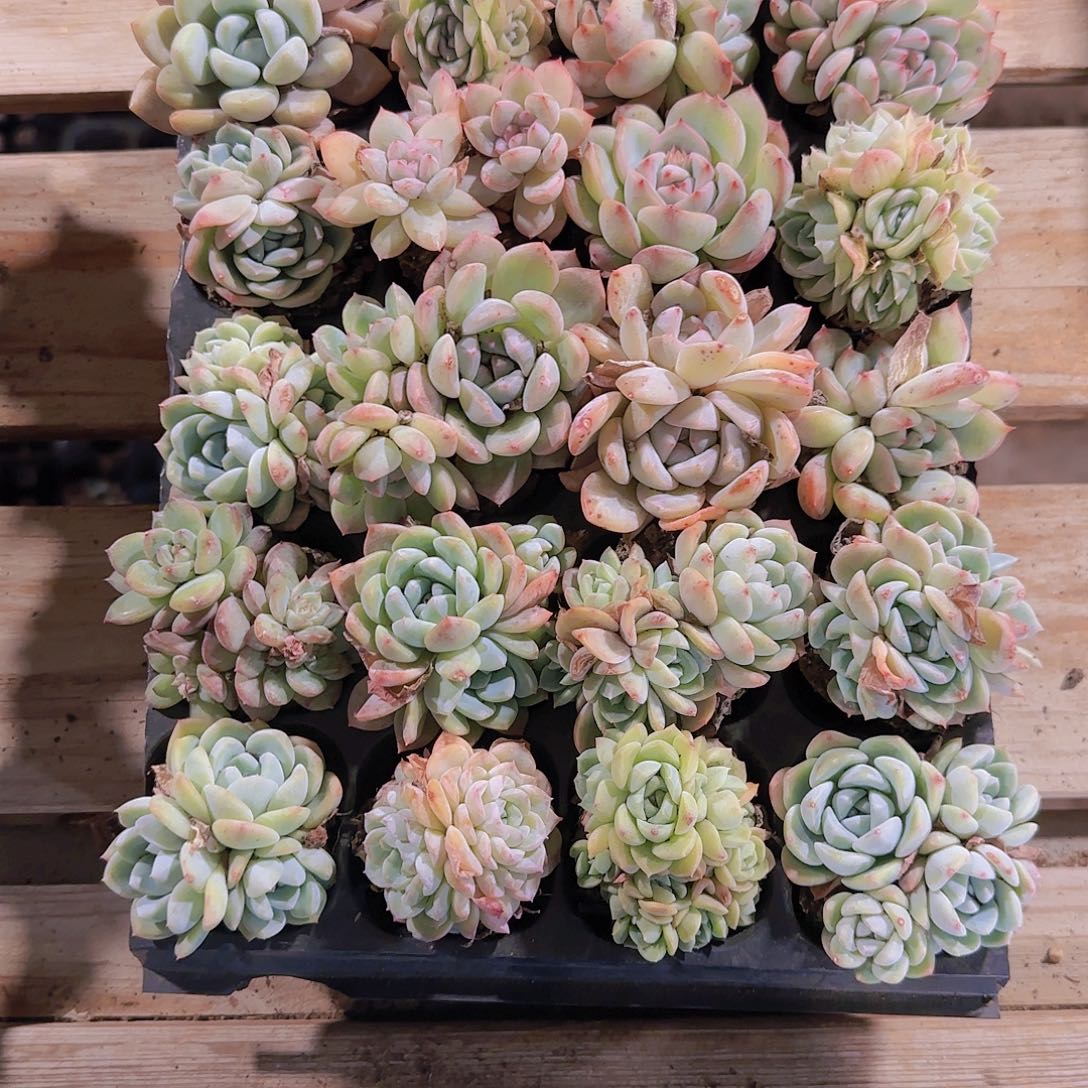 直播一物一拍多肉219