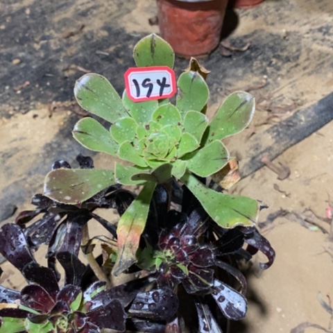 水墨丹青一物一拍，