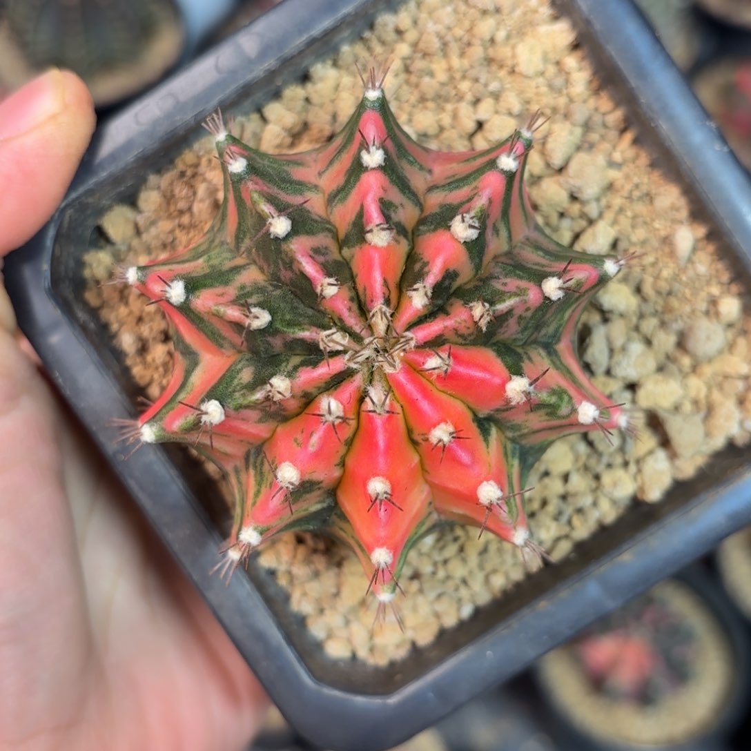 泰国米哈仙人球3