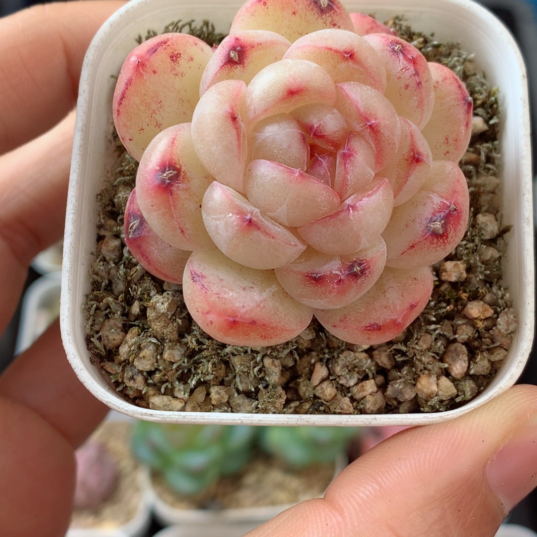 28糖心58包邮  群生不包整 