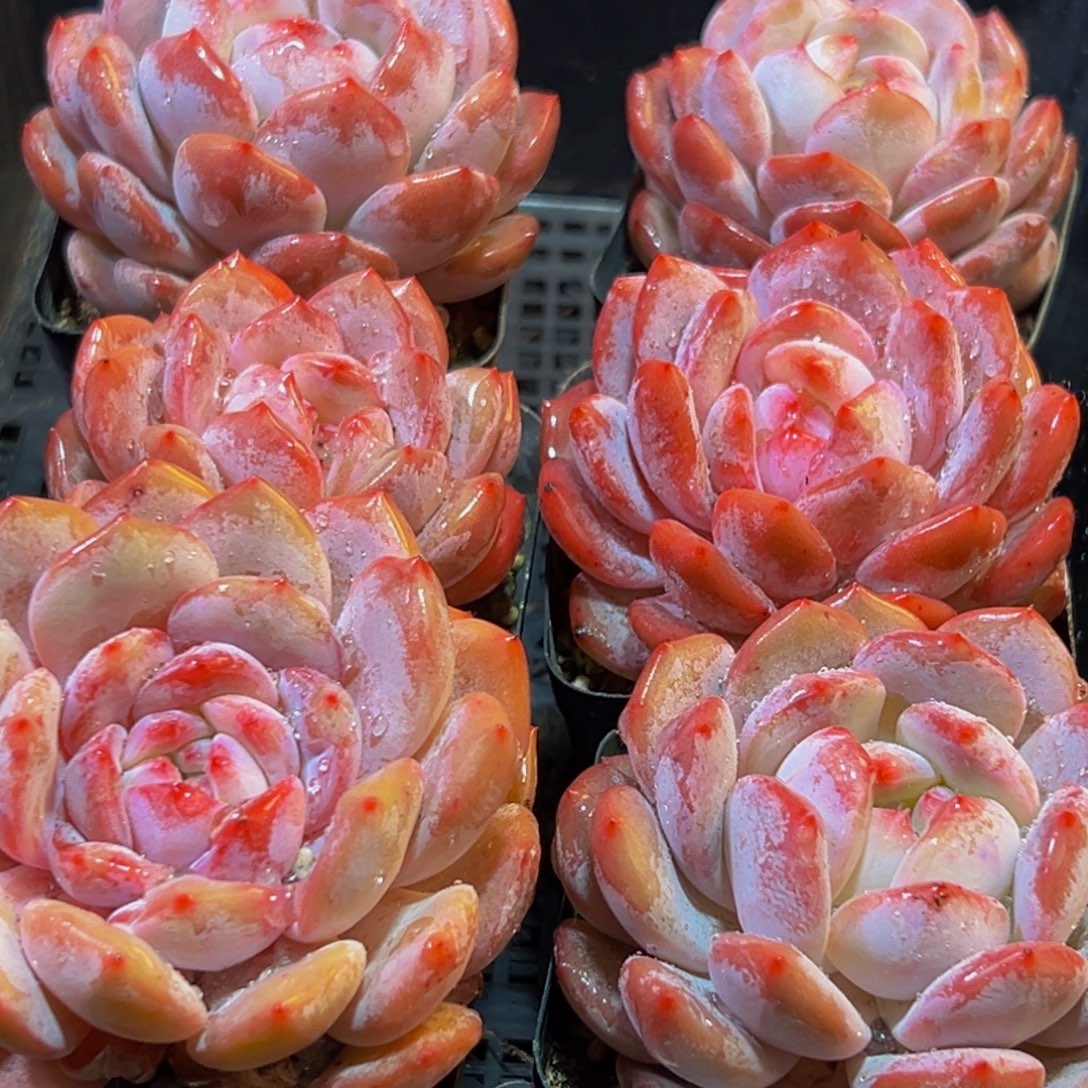 570多肉葡萄的味道是真的很