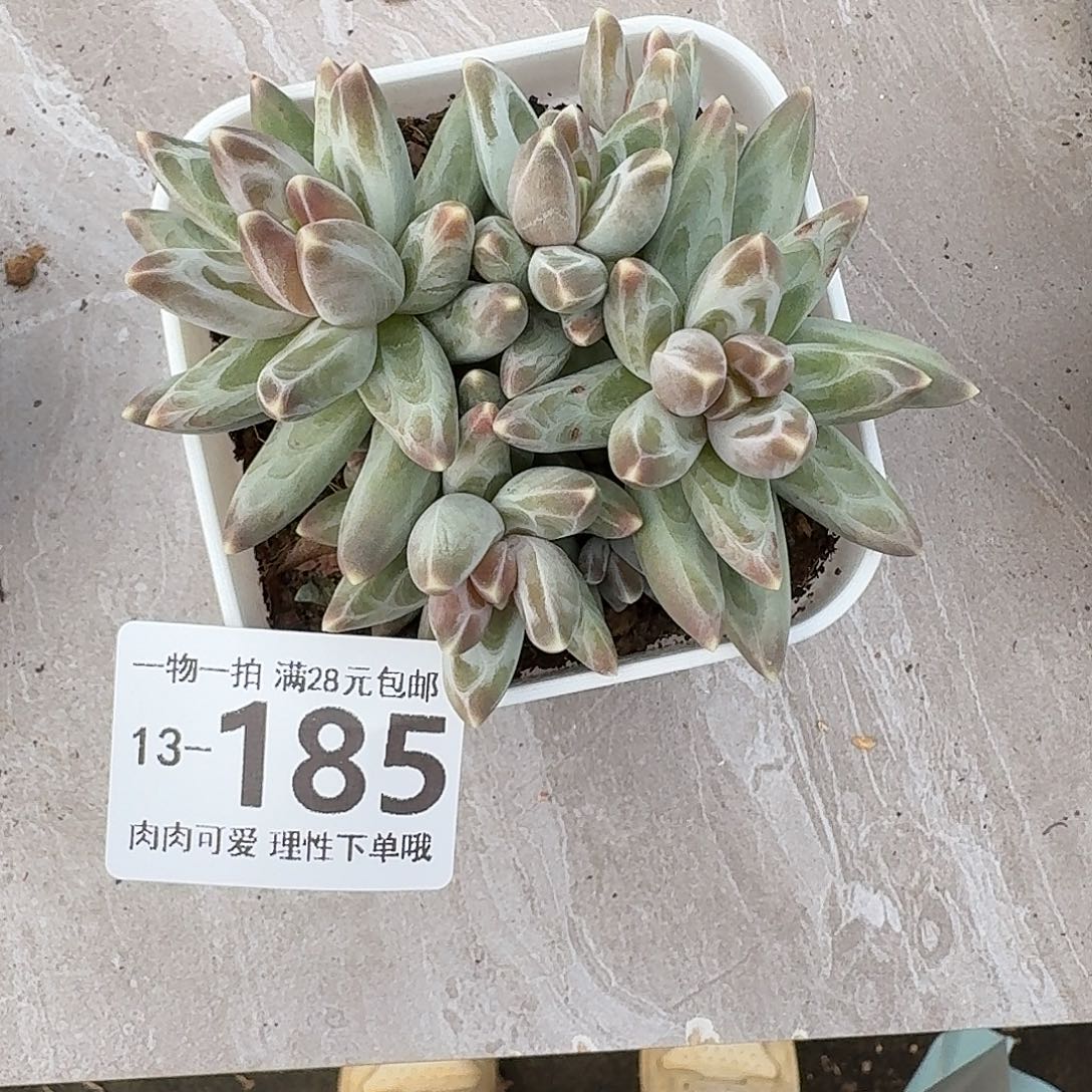 乌拉克拉无盆土发货无