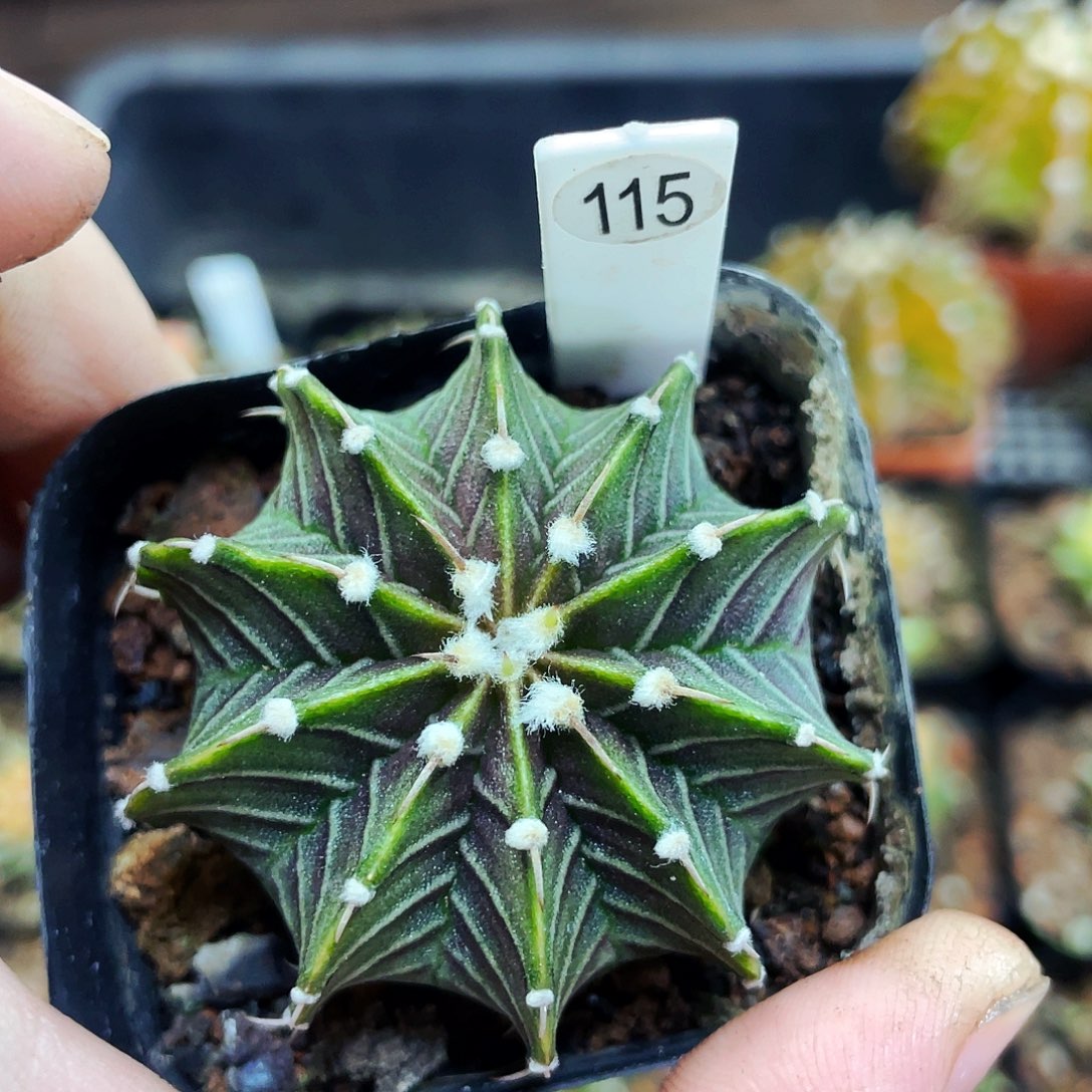 非偏远地区满25包邮仙人球