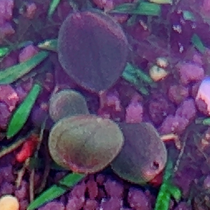 福利90号福利价植物一头（草痴圆)