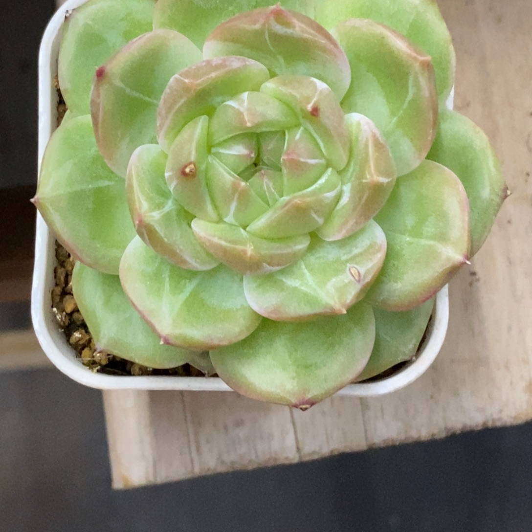 精品多肉一物一拍不包整185