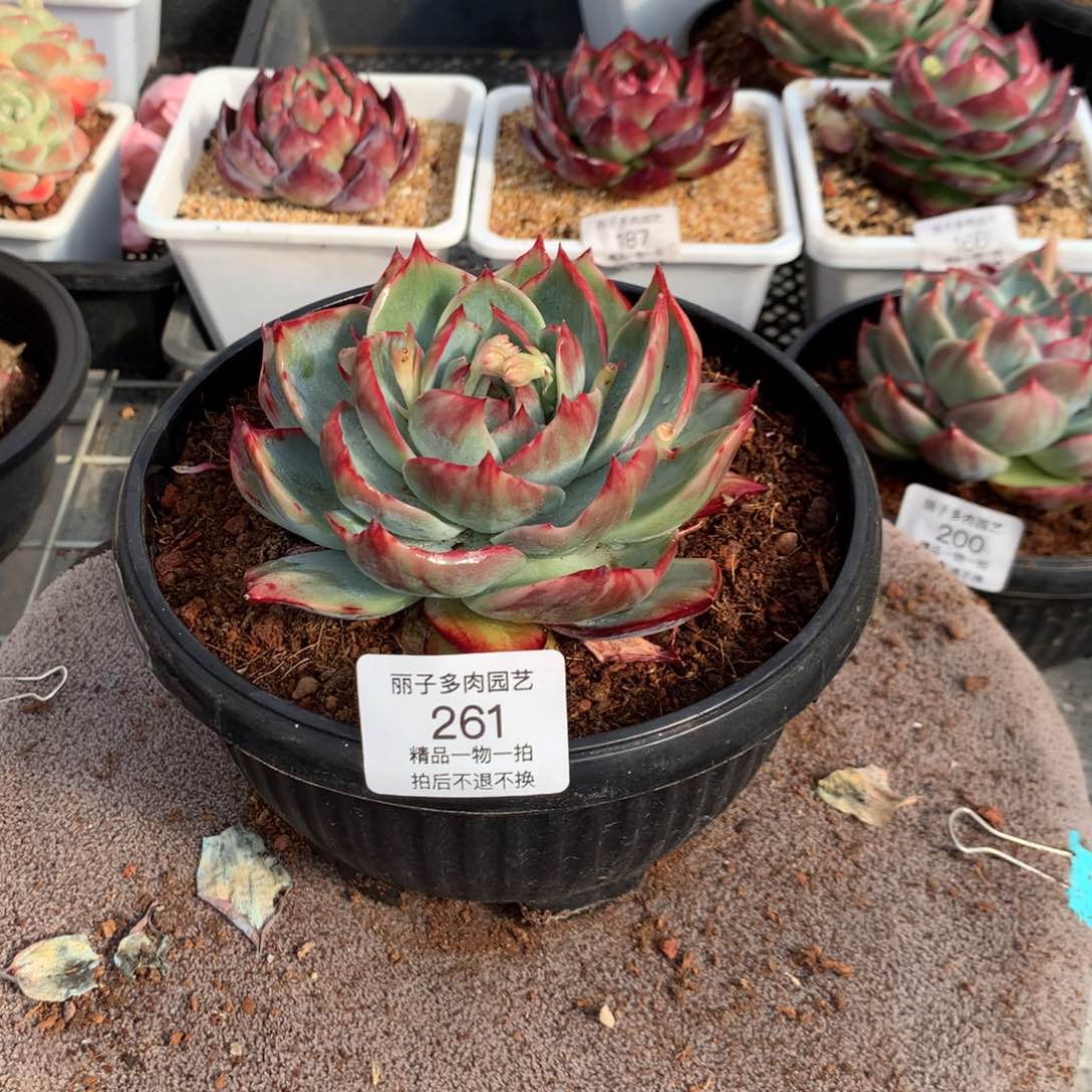 261花脸宽叶拉丝外翻。尺寸12。多肉植物