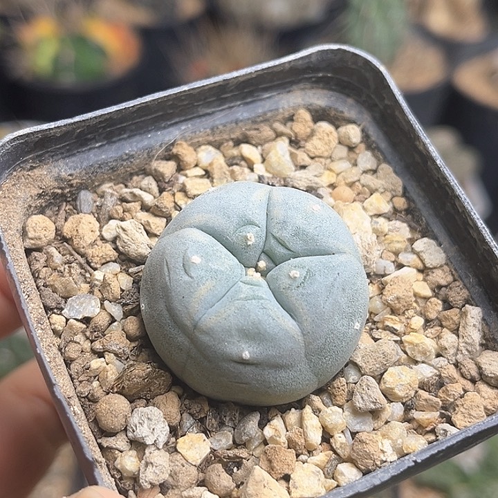 海鲜实生球一颗一物一拍