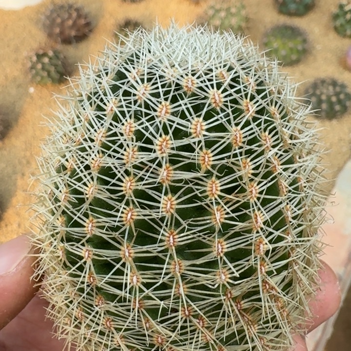 白豹丸有根66666666