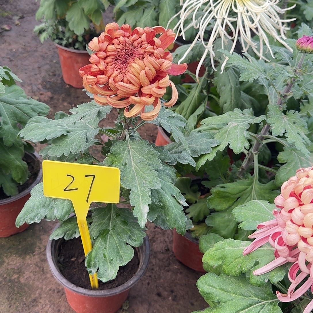 张***哈大部分花苞少量开放27迷醉