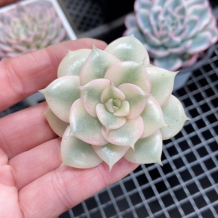 贝加尔湖锦多肉植物