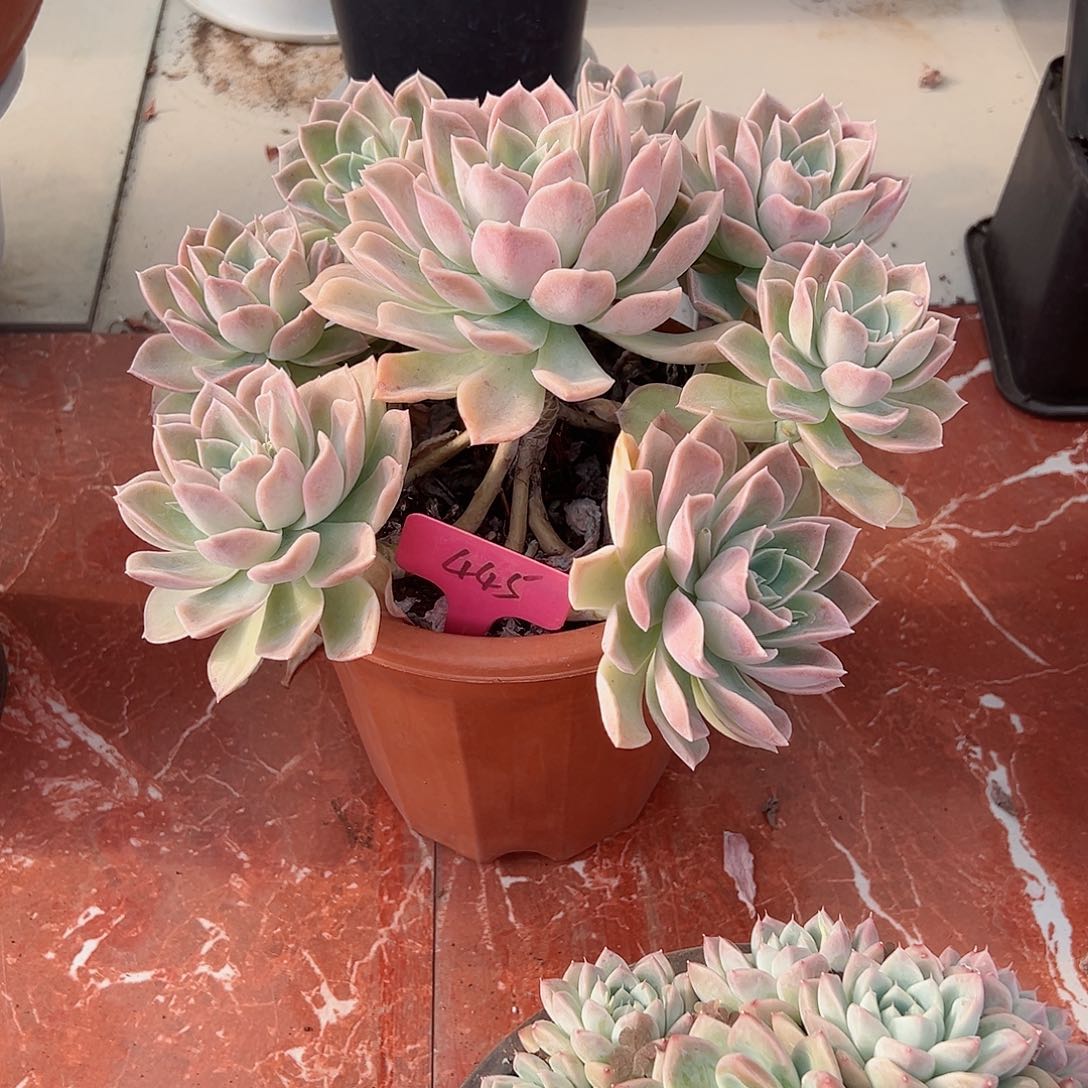 米**莱445哈利沃森多肉