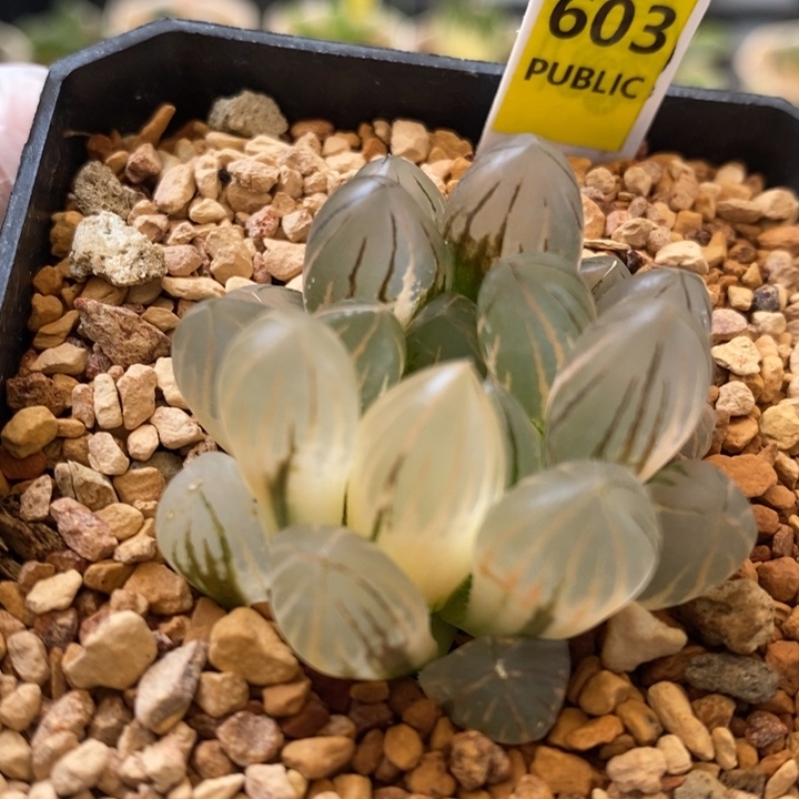 603号霓虹灯玉露锦带盆