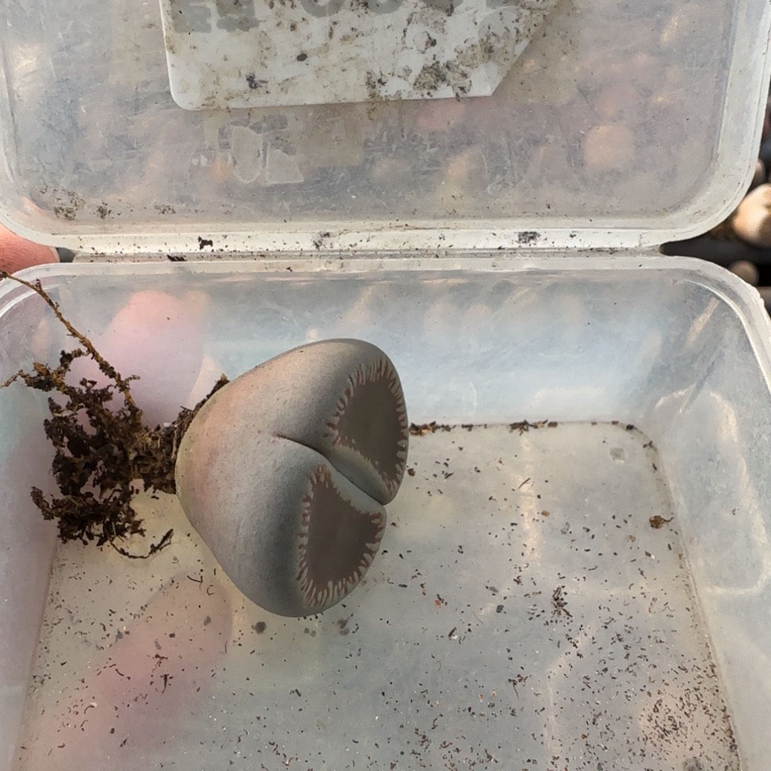 K***11.24。c54生石花。8025