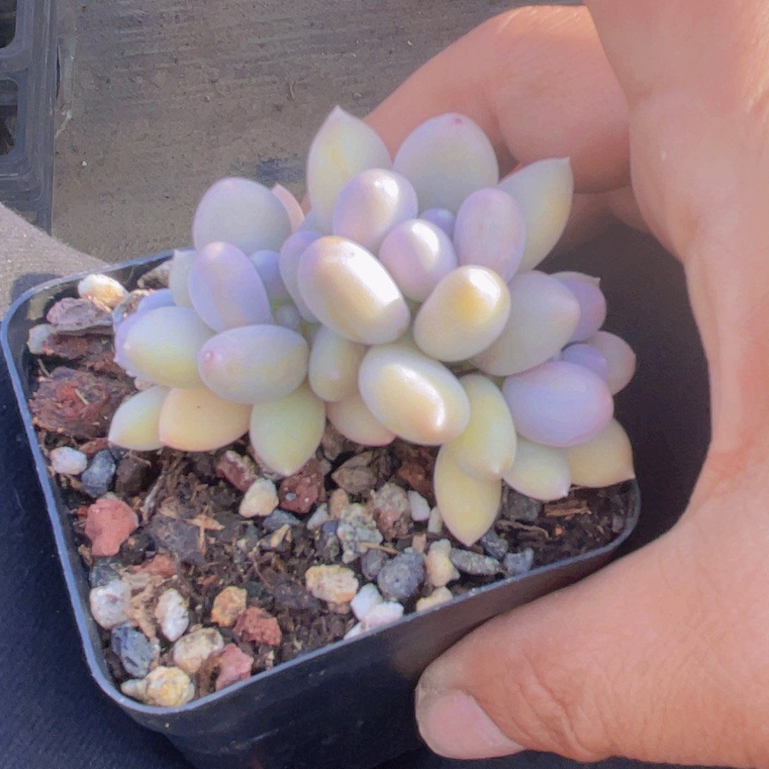 多肉植物多肉植物