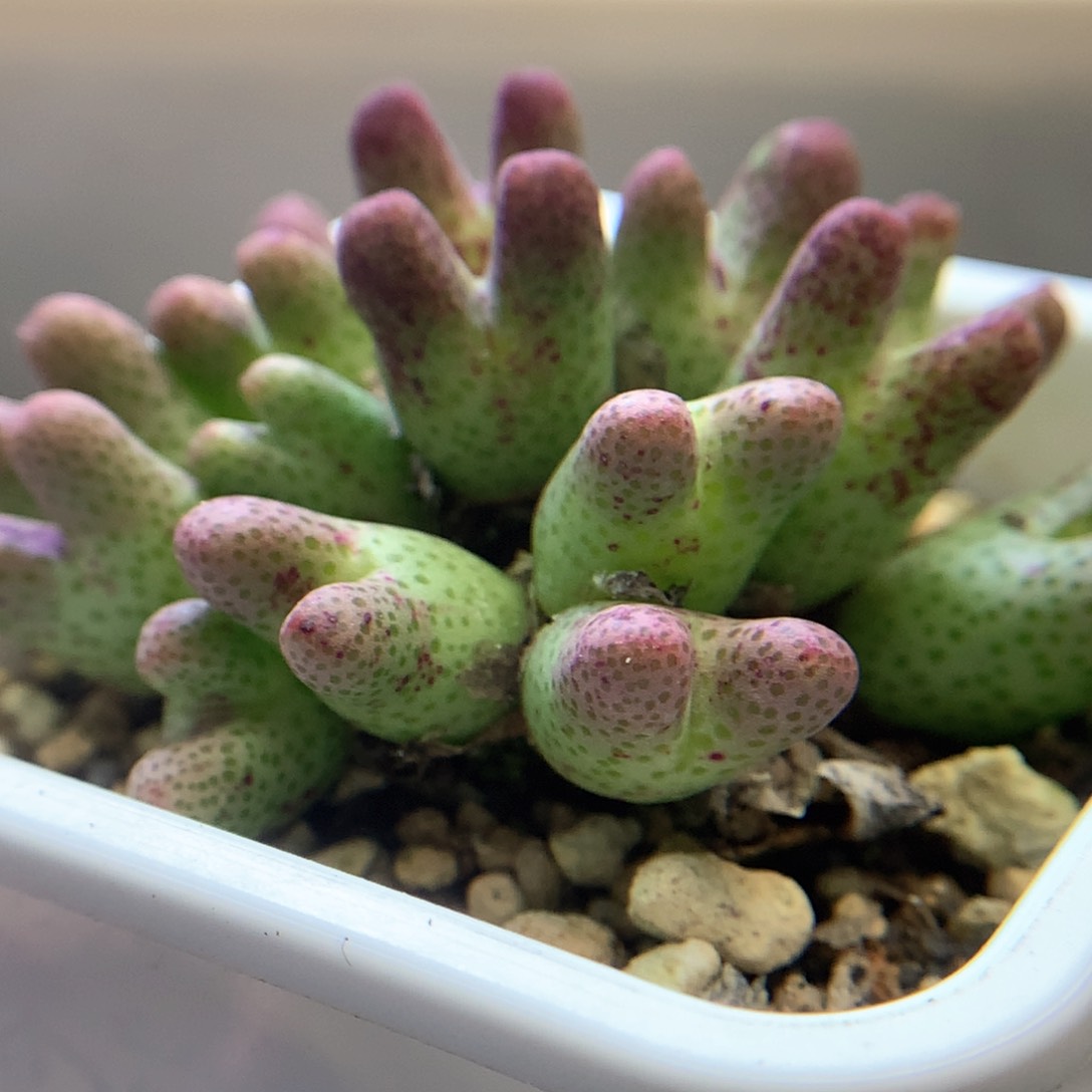 美斑马 肉锥植物