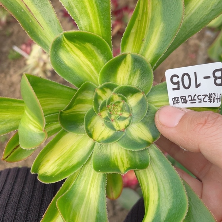 105暴君砍头1，123456783多肉