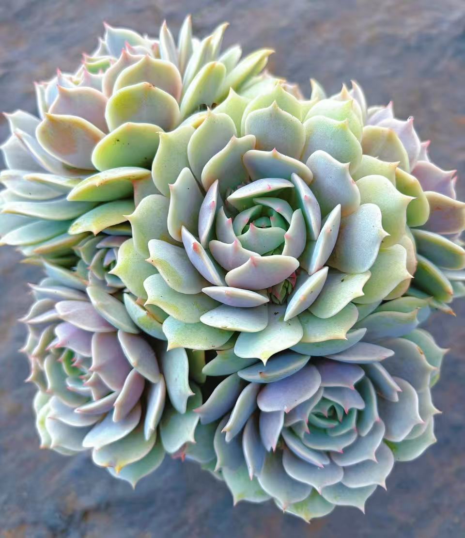 （露娜莲群）新手好养 （任意2单包邮）脱土发 好运来多肉植物