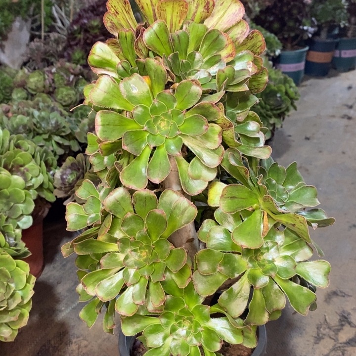 拉丝锦多肉植物13。 