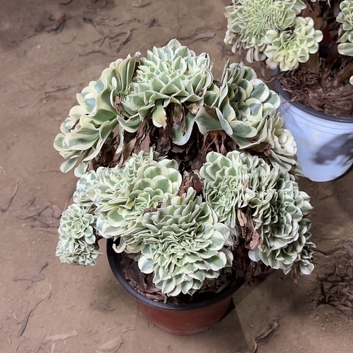 多肉植物绿豆莎缀37