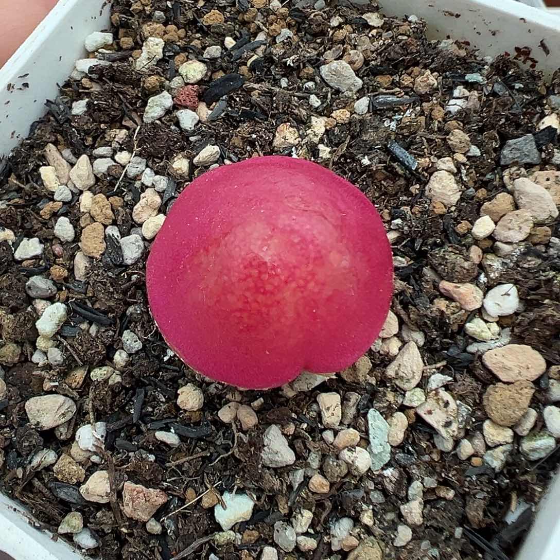 170灯泡带盆土发货