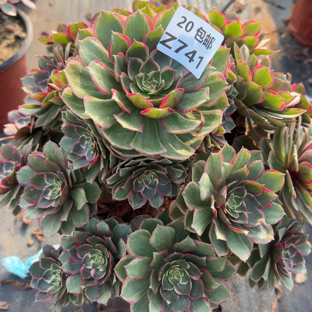 741粉花妖，多肉法师
