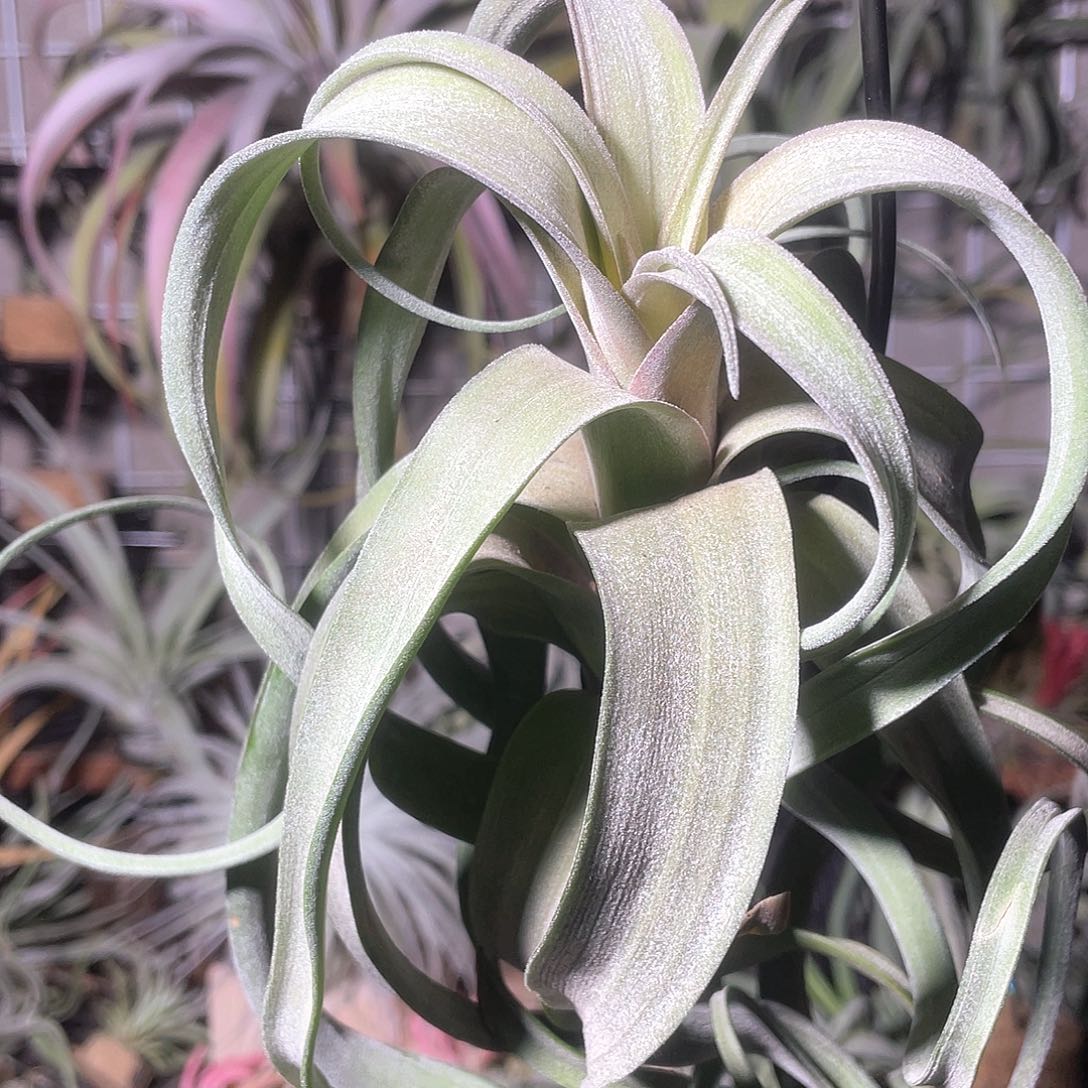 超长叶花卷28号空气凤梨