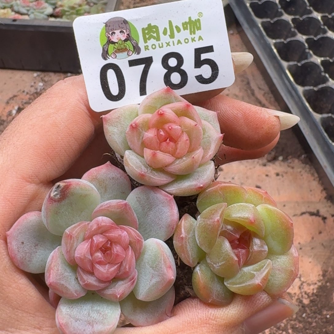 多肉植物多肉植物