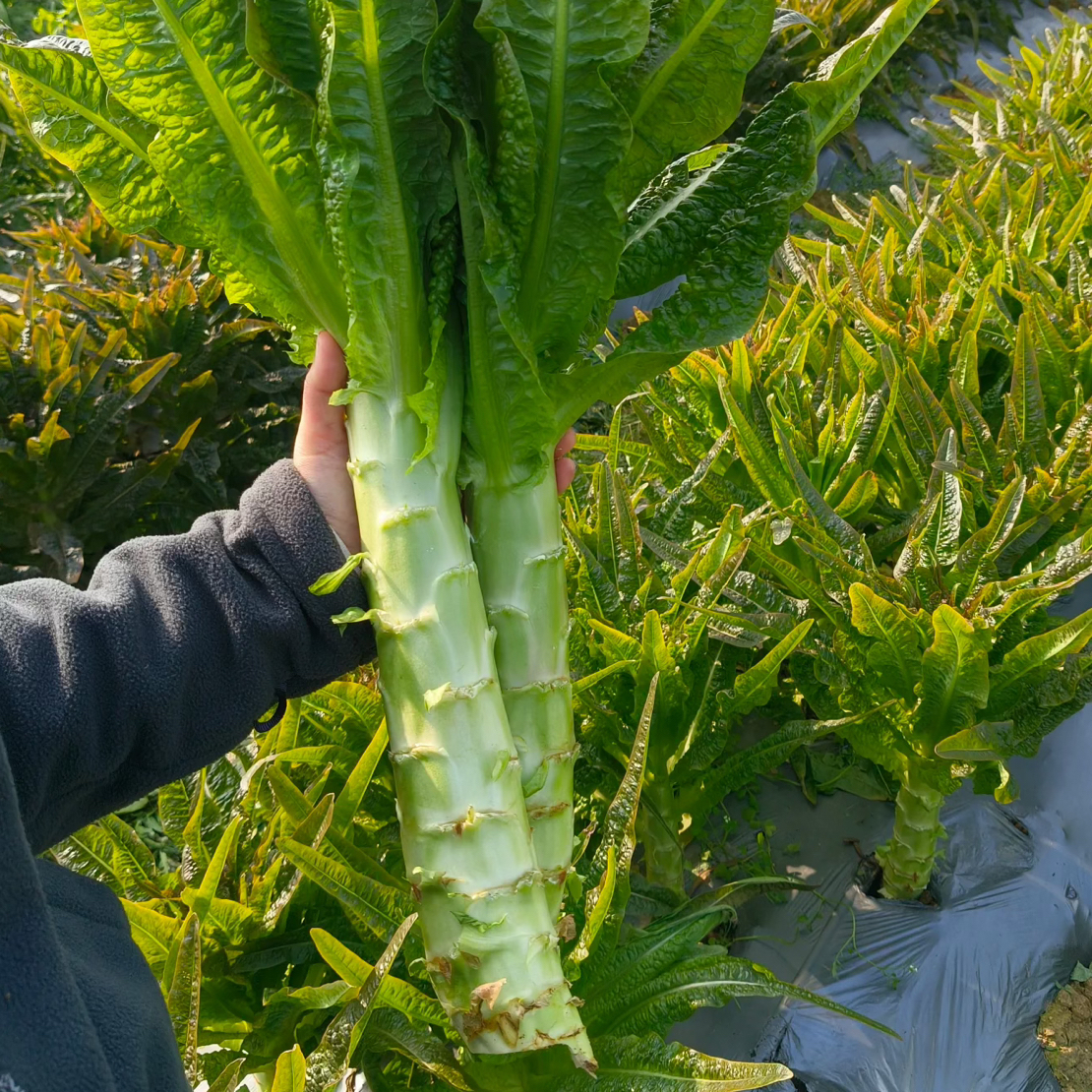 （次日达）新鲜莴笋脆嫩拍5斤发6斤