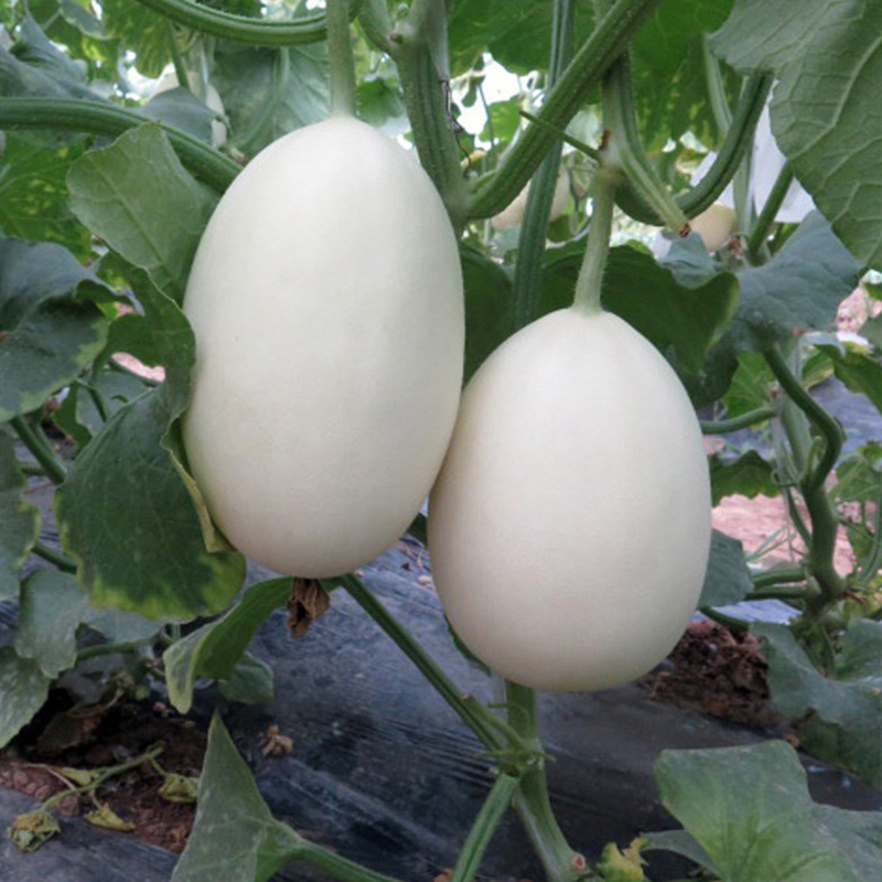 天津本地头茬冰糖脆梨甜瓜  果肉细密脆爽京东或顺丰包邮