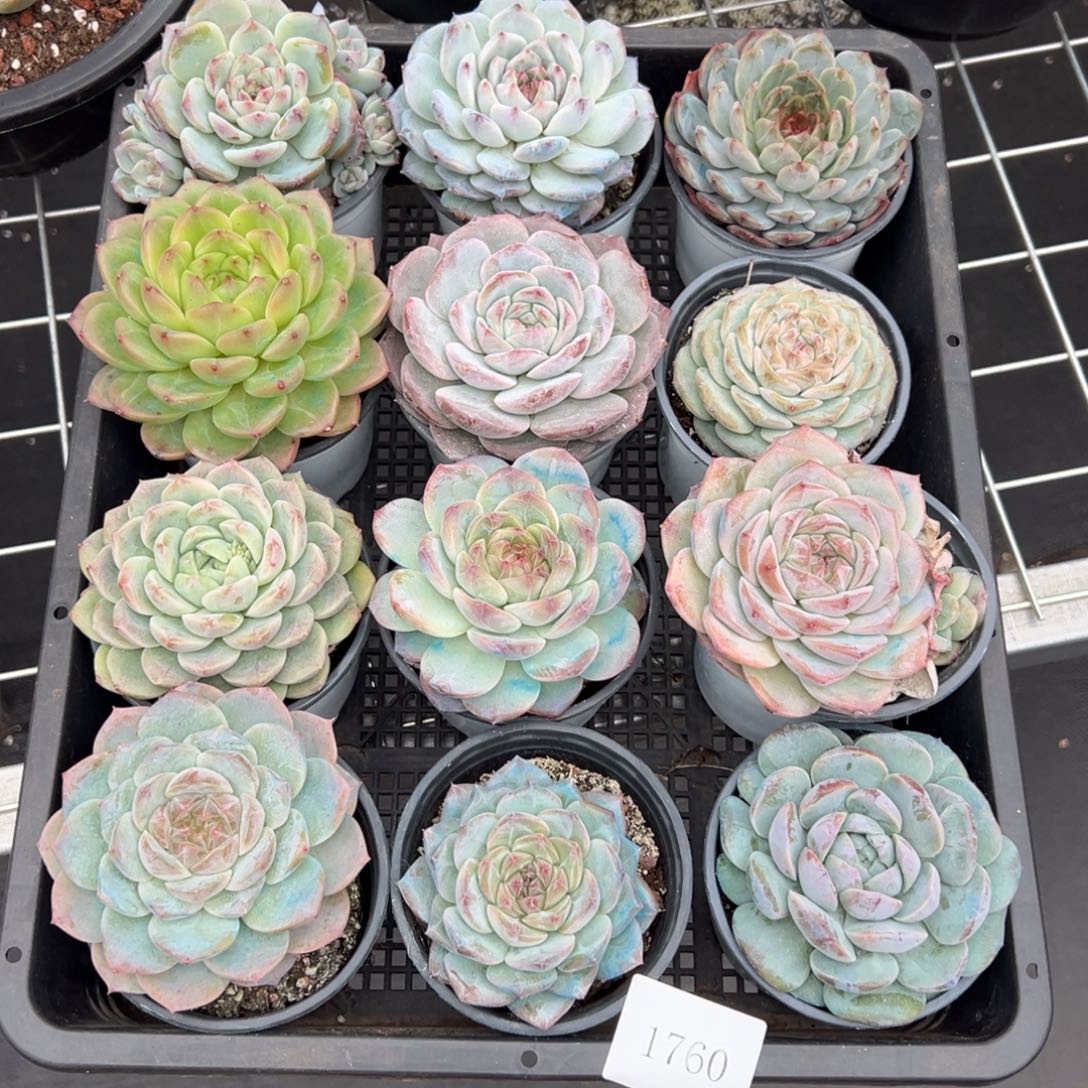 霖*月1760一筐不售后肉肉肉肉肉肉肉