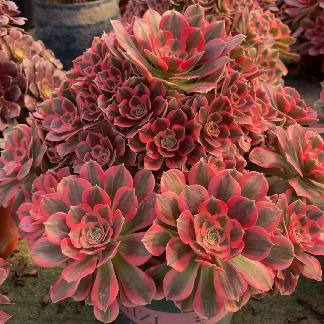 589粉女郎大大捧花精品法师多肉