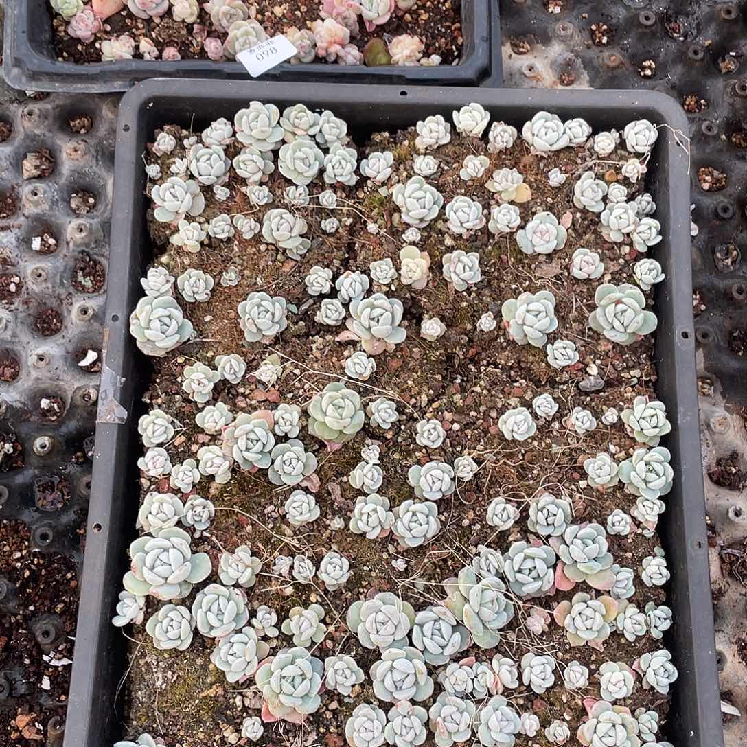 咖***糖099。 定。              