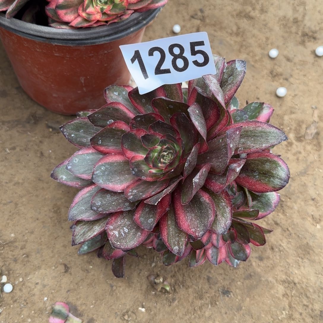 2-1285纳福杆子有点瑕疵