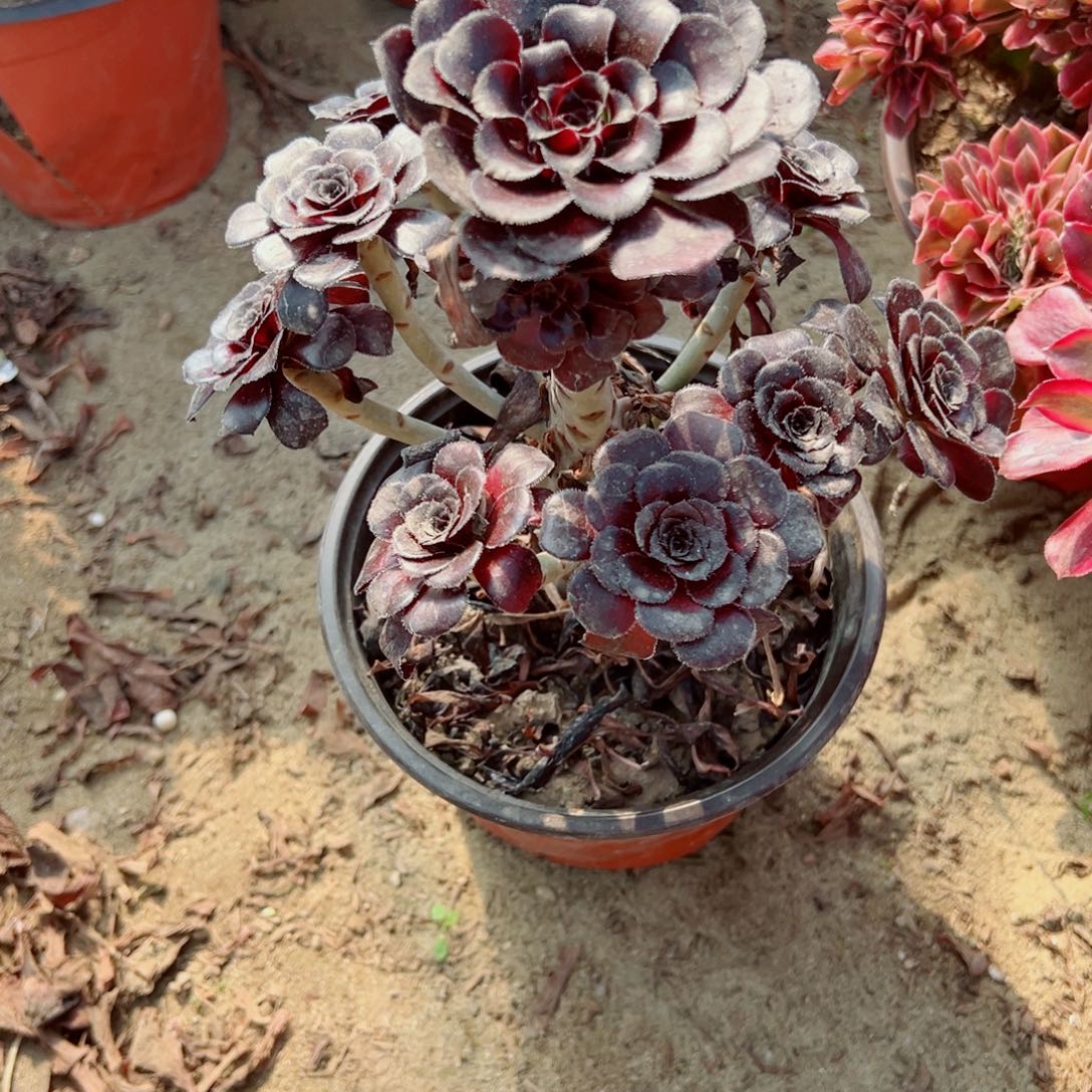 959墨法多肉植物法师