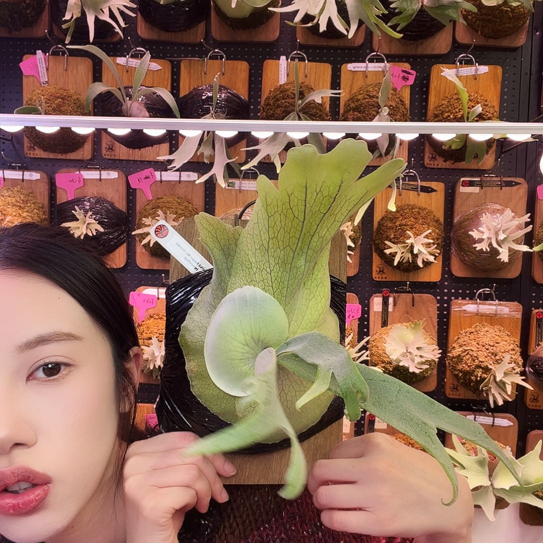 Nook 波哥苏丹鹿角蕨