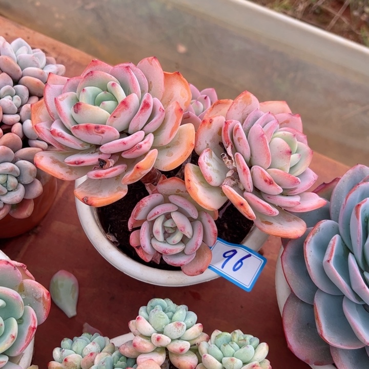 96包月光平平安安健健康康