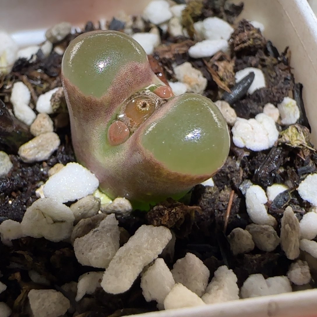 肉锥多肉植物百科26-磁铁970