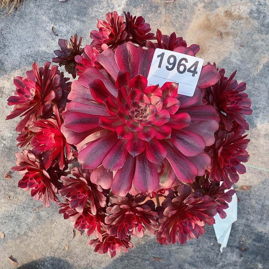 红陶1964美姬4多肉