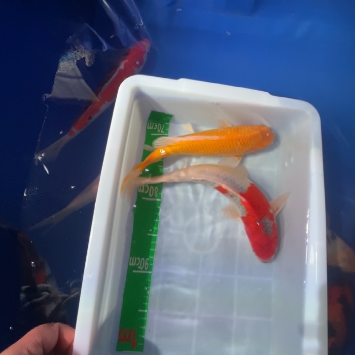 锦鲤锦鲤红白三色